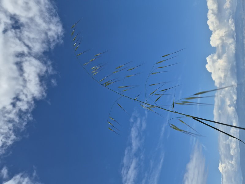 Slender Oat photo 2