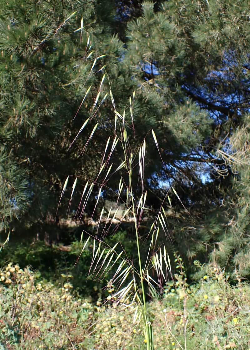 Slender Oat photo 4