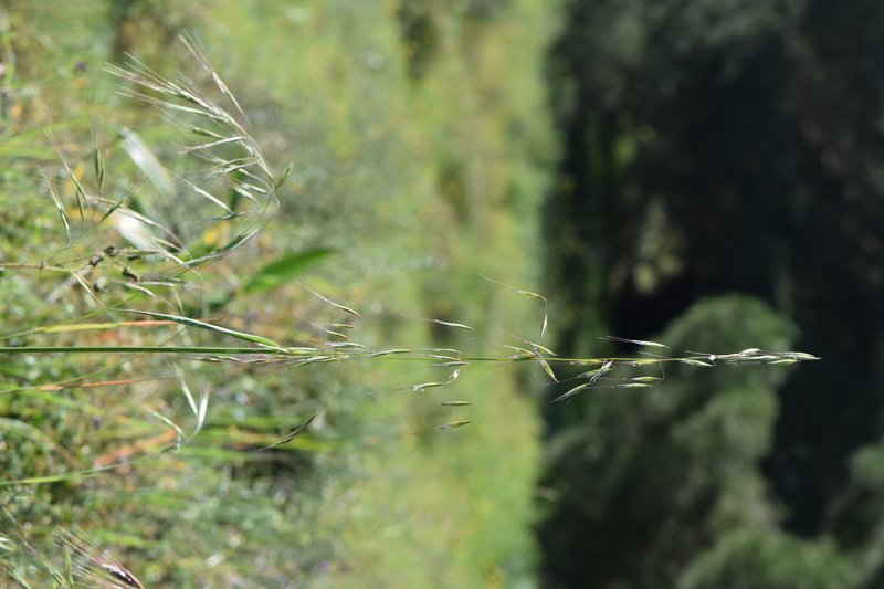 Slender Oat photo 5