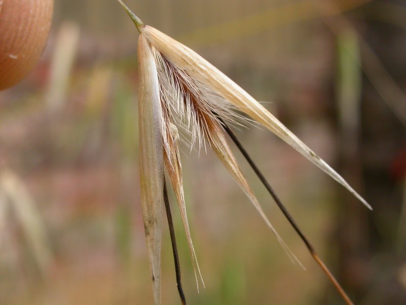 Slender Oat photo 6