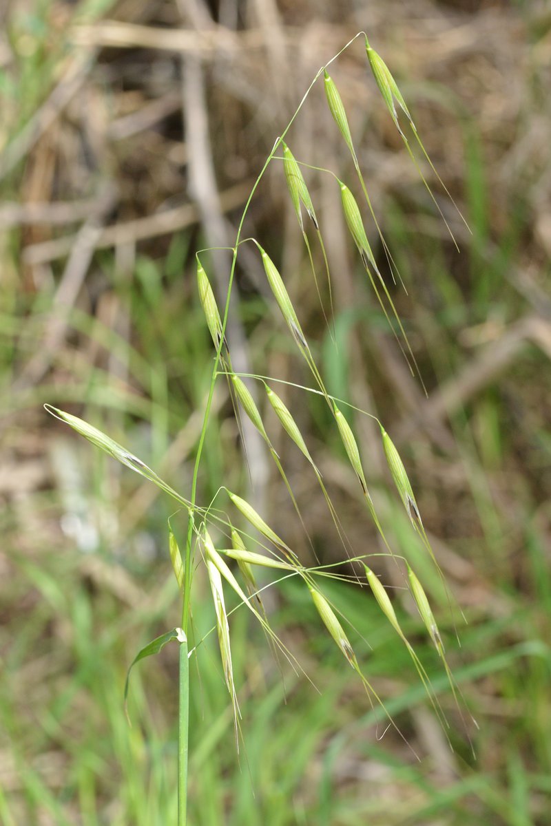 Slender Oat photo 7
