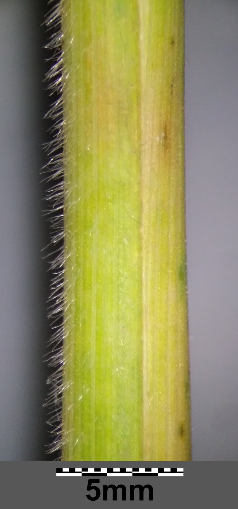 Slender Oat photo 8