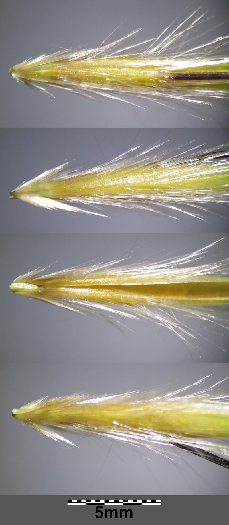 Slender Oat photo 9