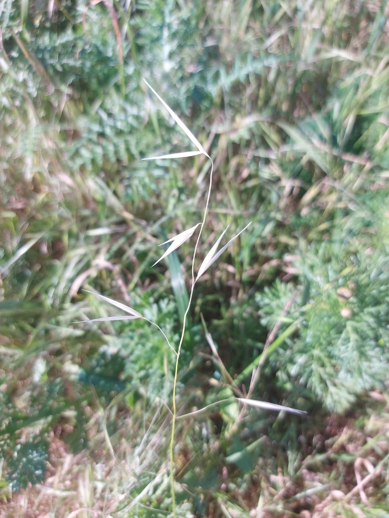 Avena castellana