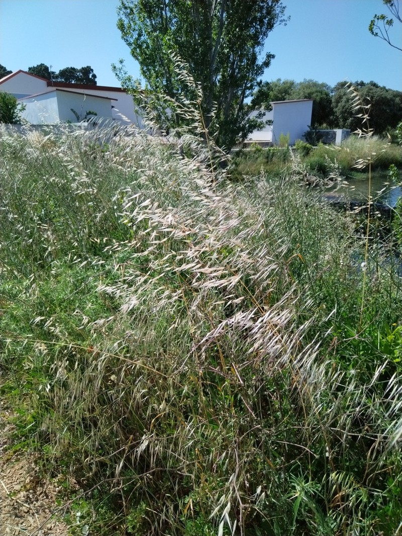 Avena castellana photo 2