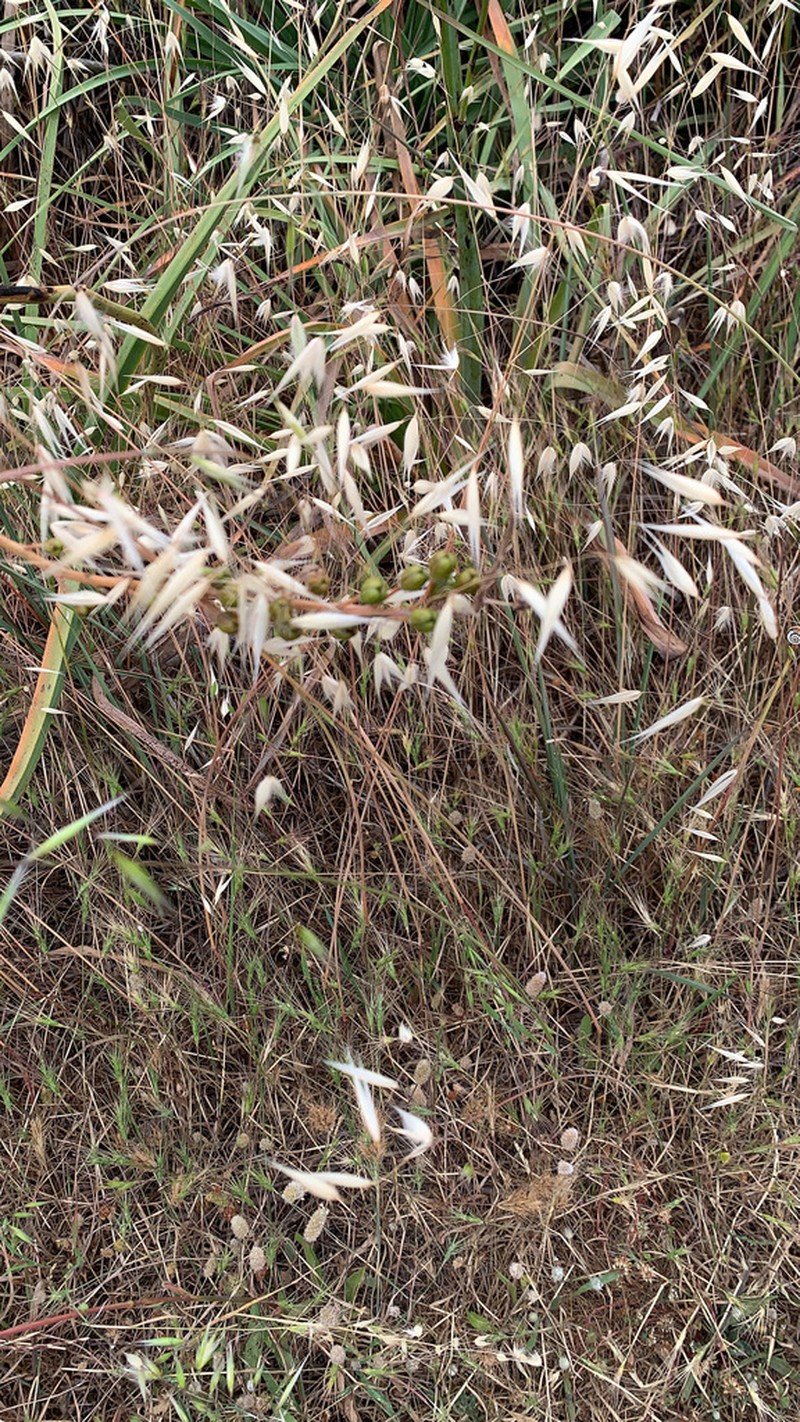 Avena castellana photo 3