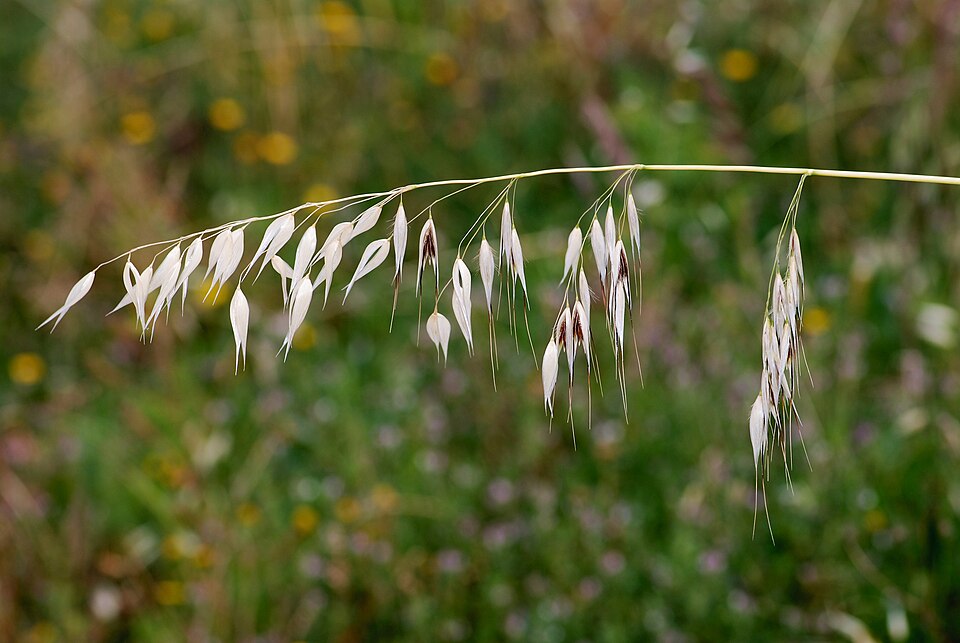 Wild Oat