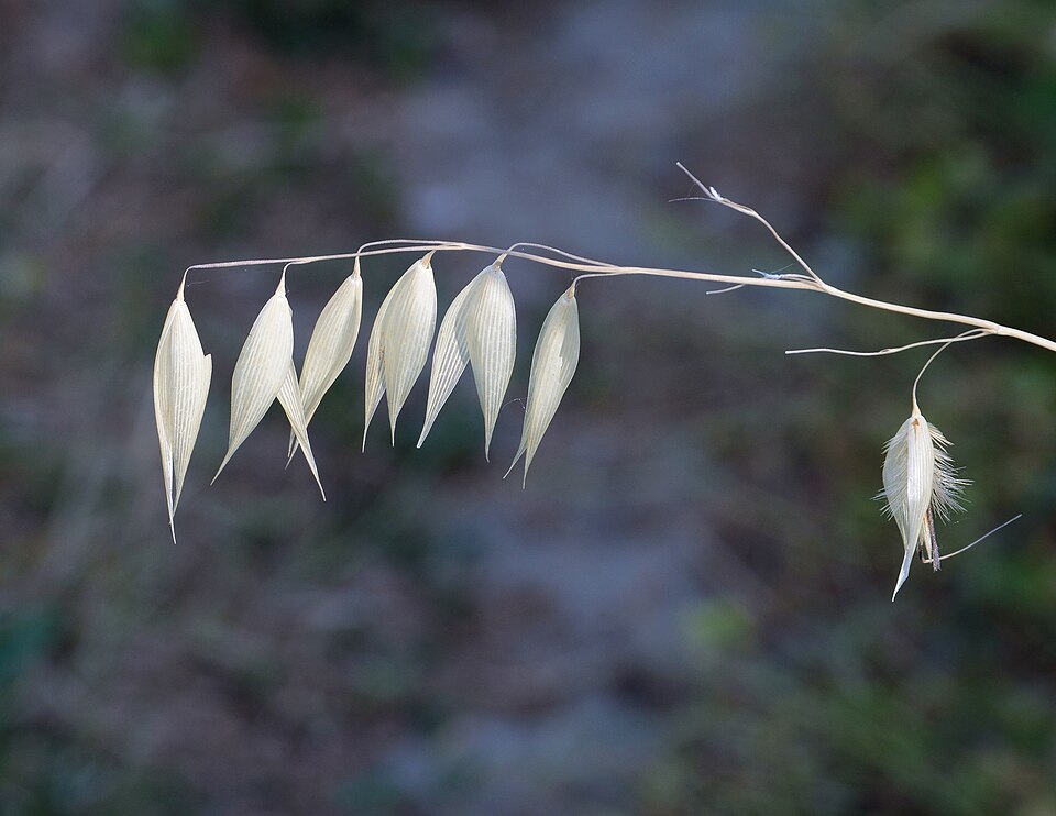 Wild Oat photo 2