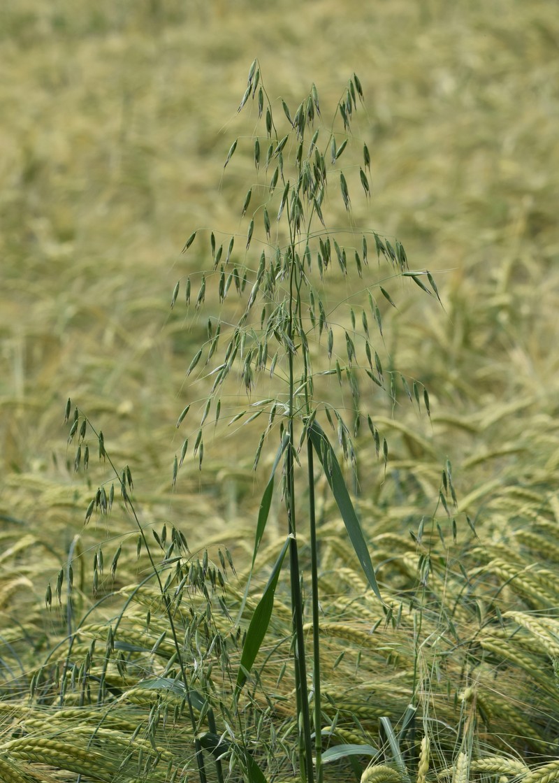 Wild Oat photo 4