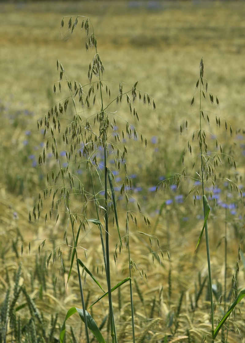 Wild Oat photo 5
