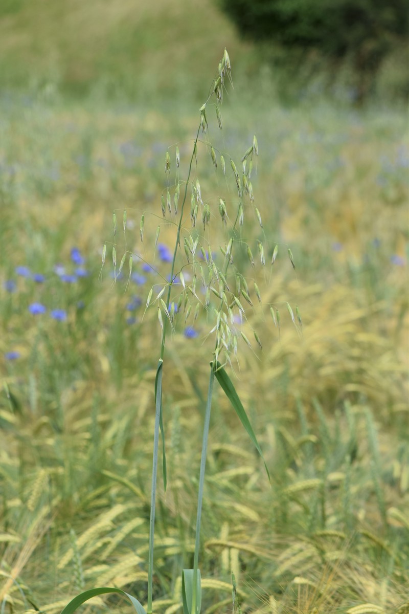Wild Oat photo 6