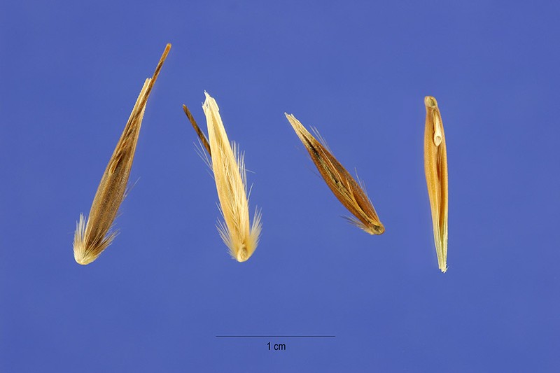 Wild Oat photo 7