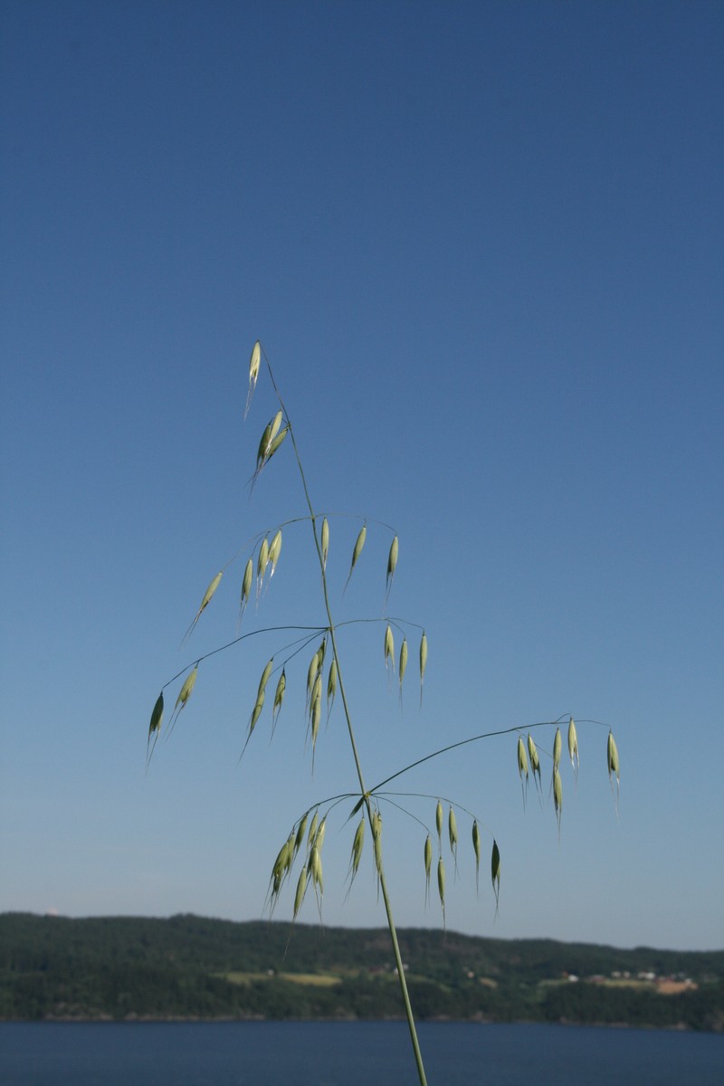 Wild Oat photo 8