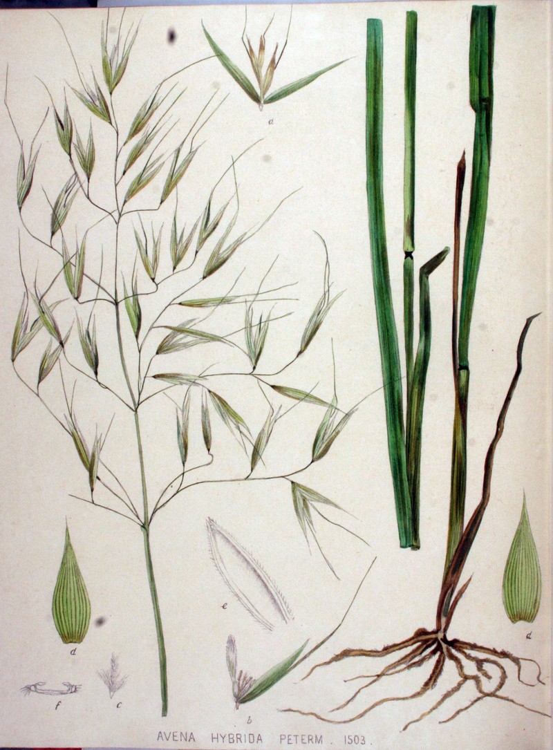 Oat