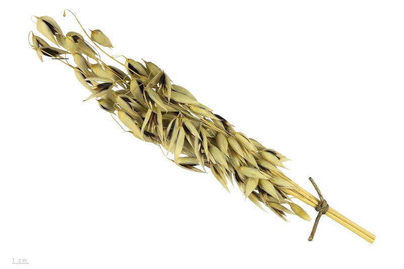 Common Oat photo 2