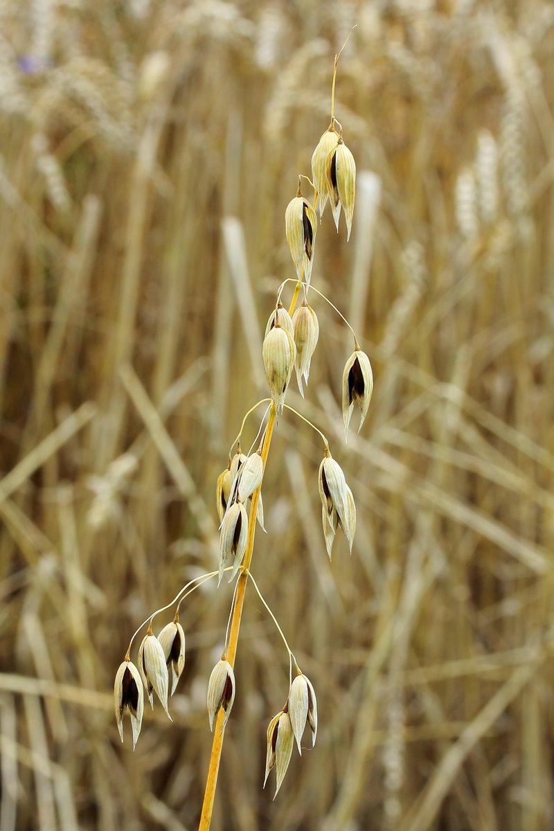 Common Oat photo 3