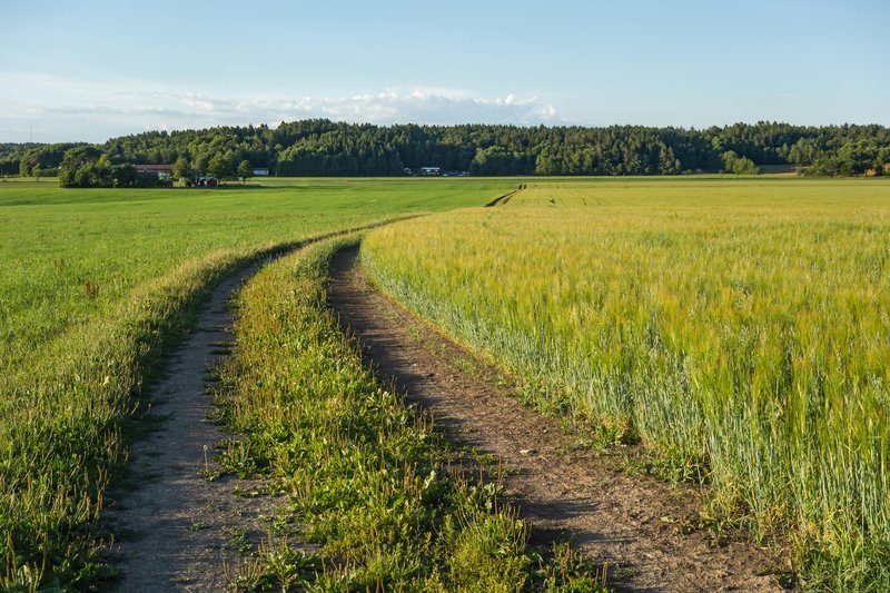 Common Oat photo 5