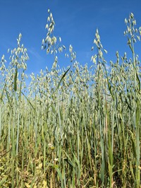 Common Oat