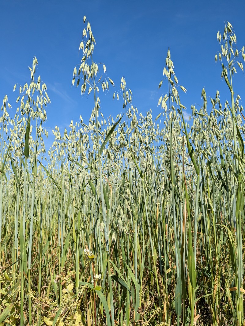 Common Oat