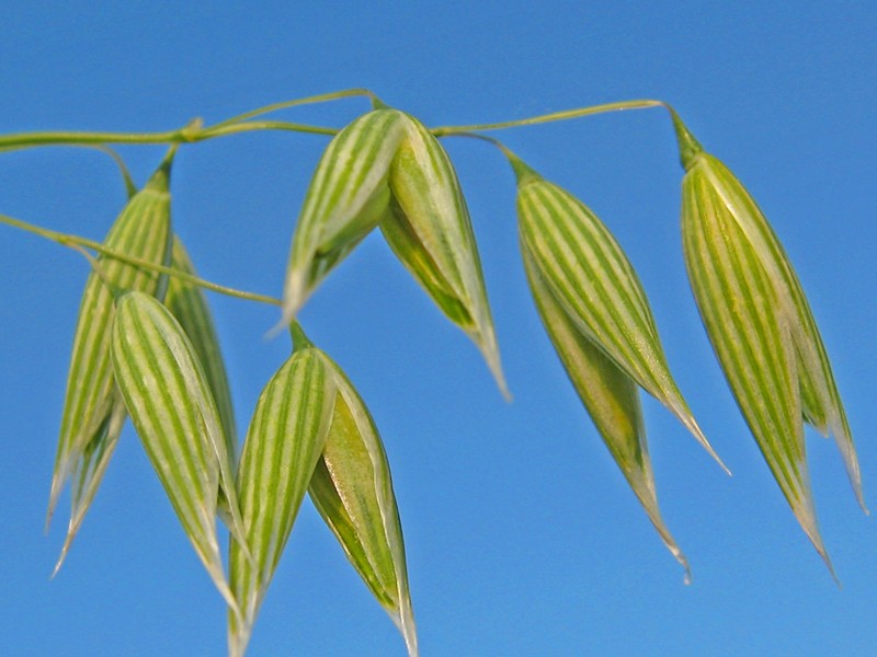 Common Oat photo 6