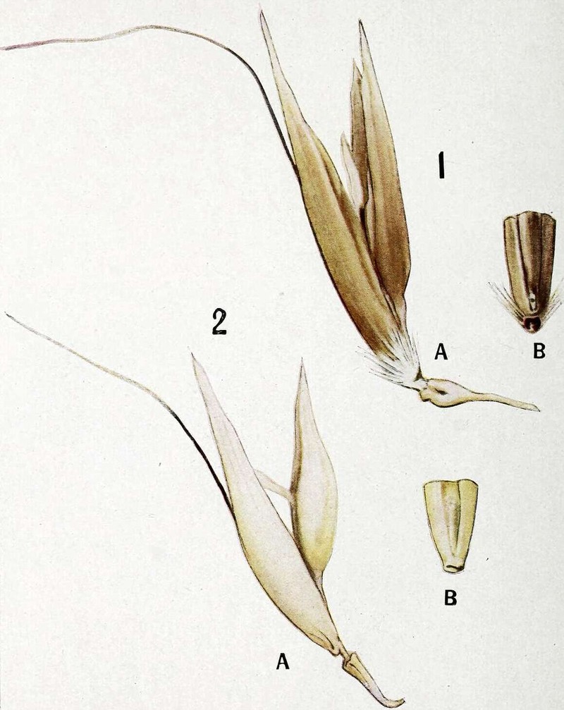 Common Oat photo 7