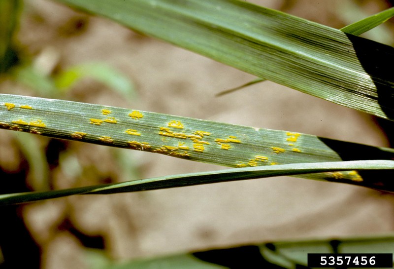 Common Oat photo 8
