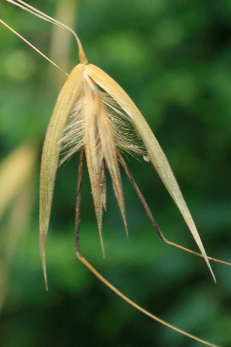Animated Oat photo 5