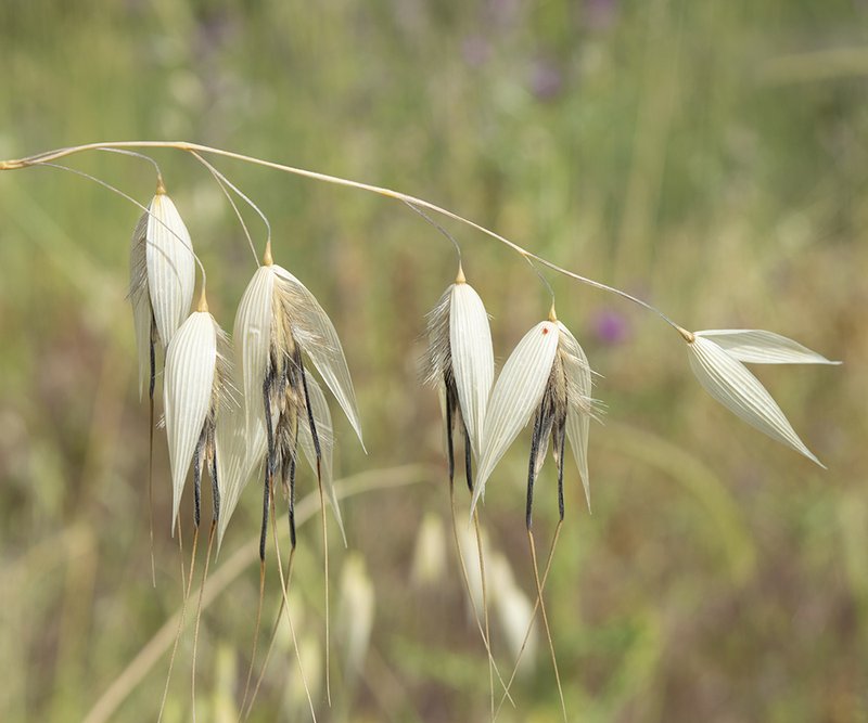 Animated Oat photo 6