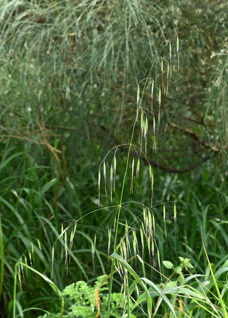 Animated Oat photo 7