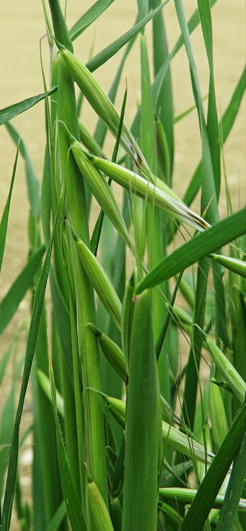 Animated Oat photo 2