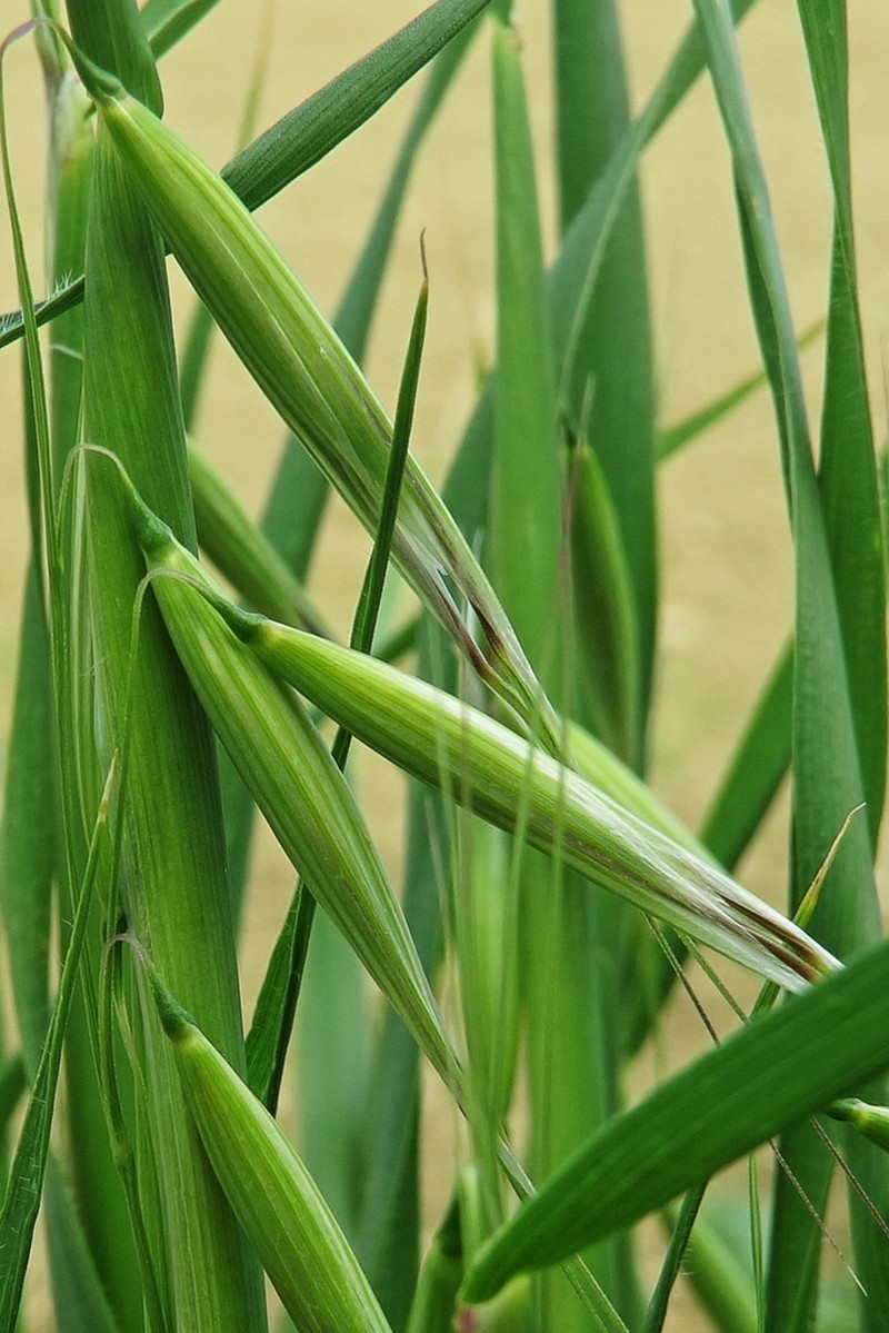 Animated Oat photo 3