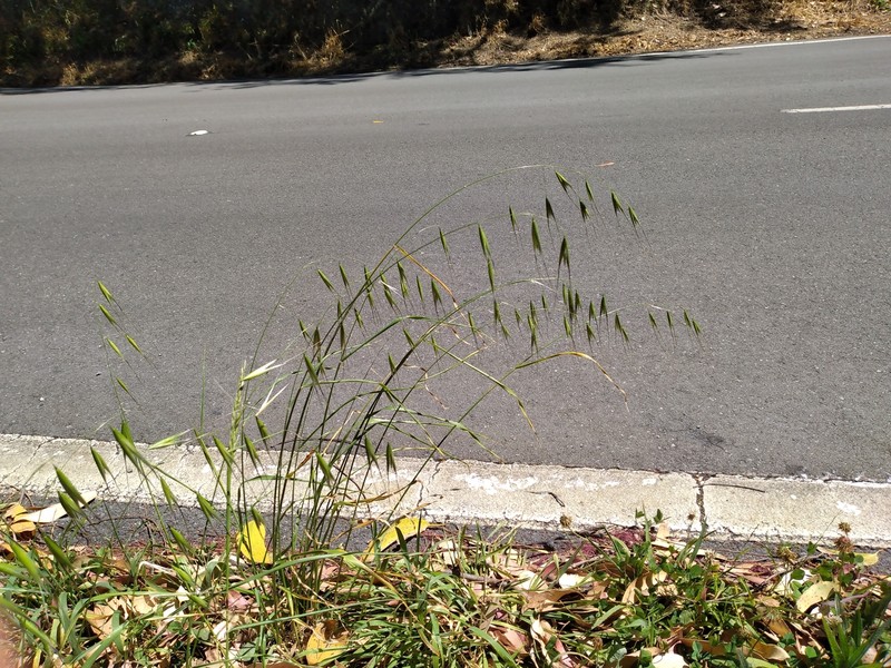 Animated Oat photo 4