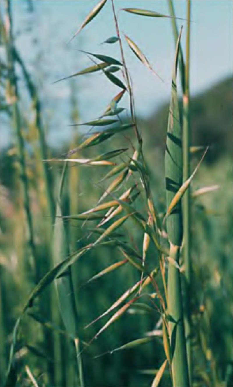 Black Oats photo 3