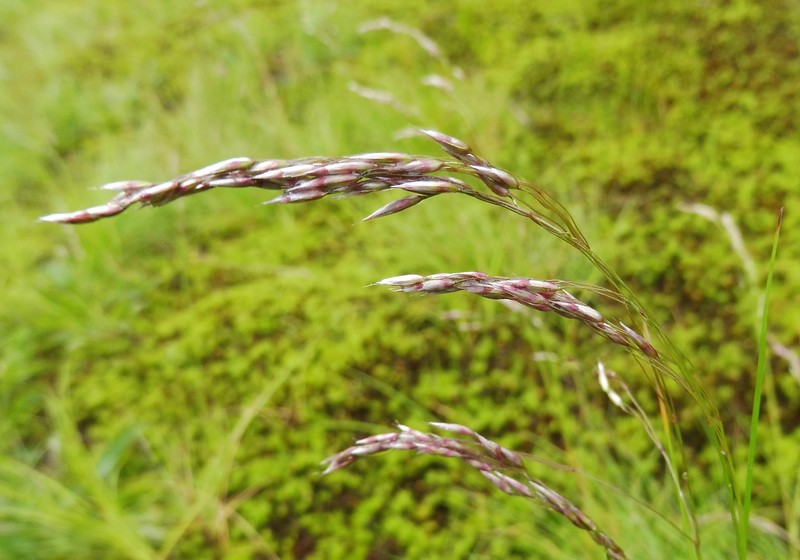 Wavy Hairgrass