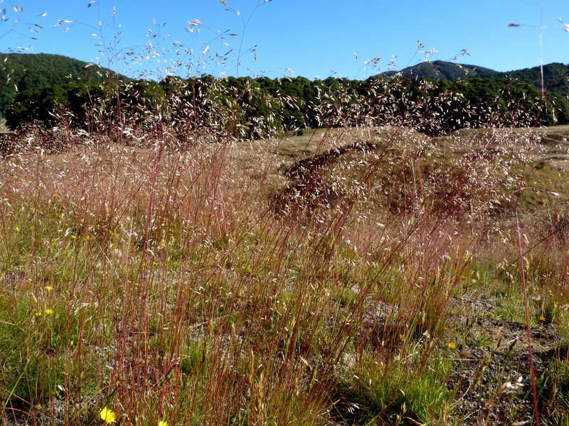 Wavy Hairgrass photo 2