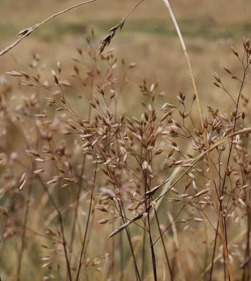 Wavy Hairgrass photo 3