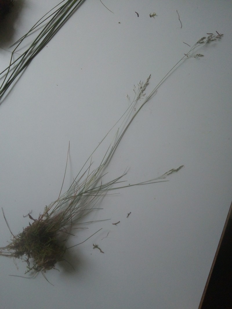 Wavy Hairgrass photo 4