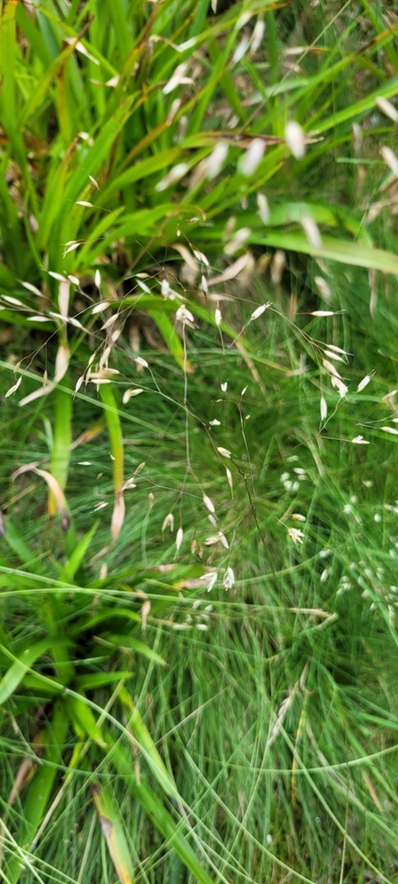 Wavy Hairgrass photo 5