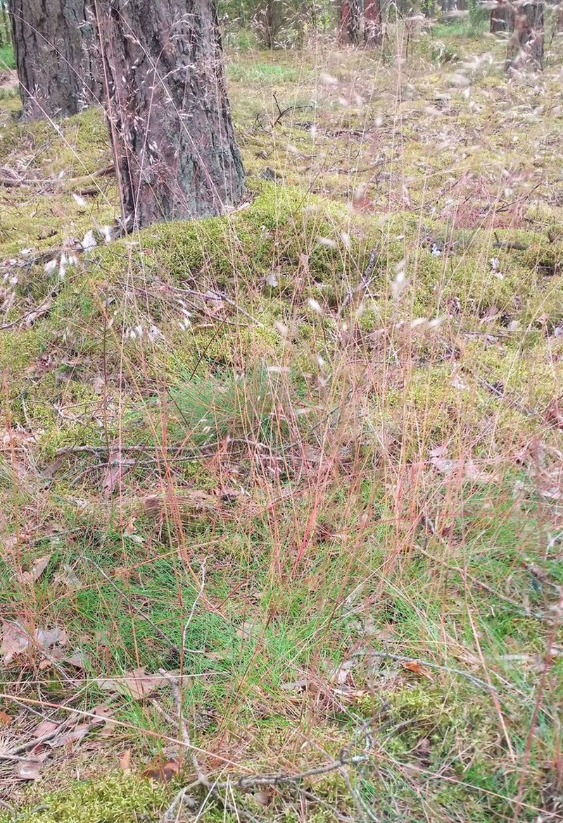 Wavy Hairgrass photo 6