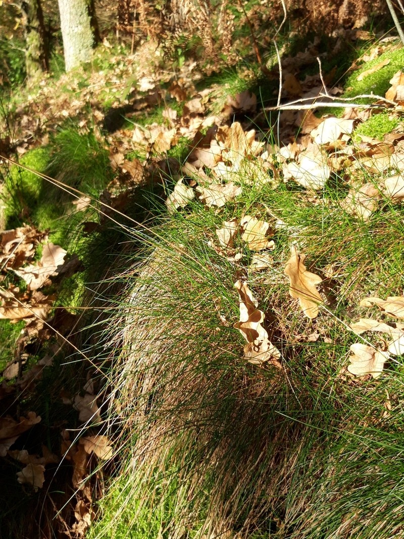 Wavy Hairgrass photo 7
