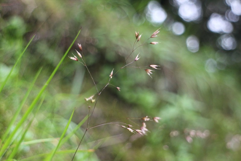 Wavy Hairgrass photo 8