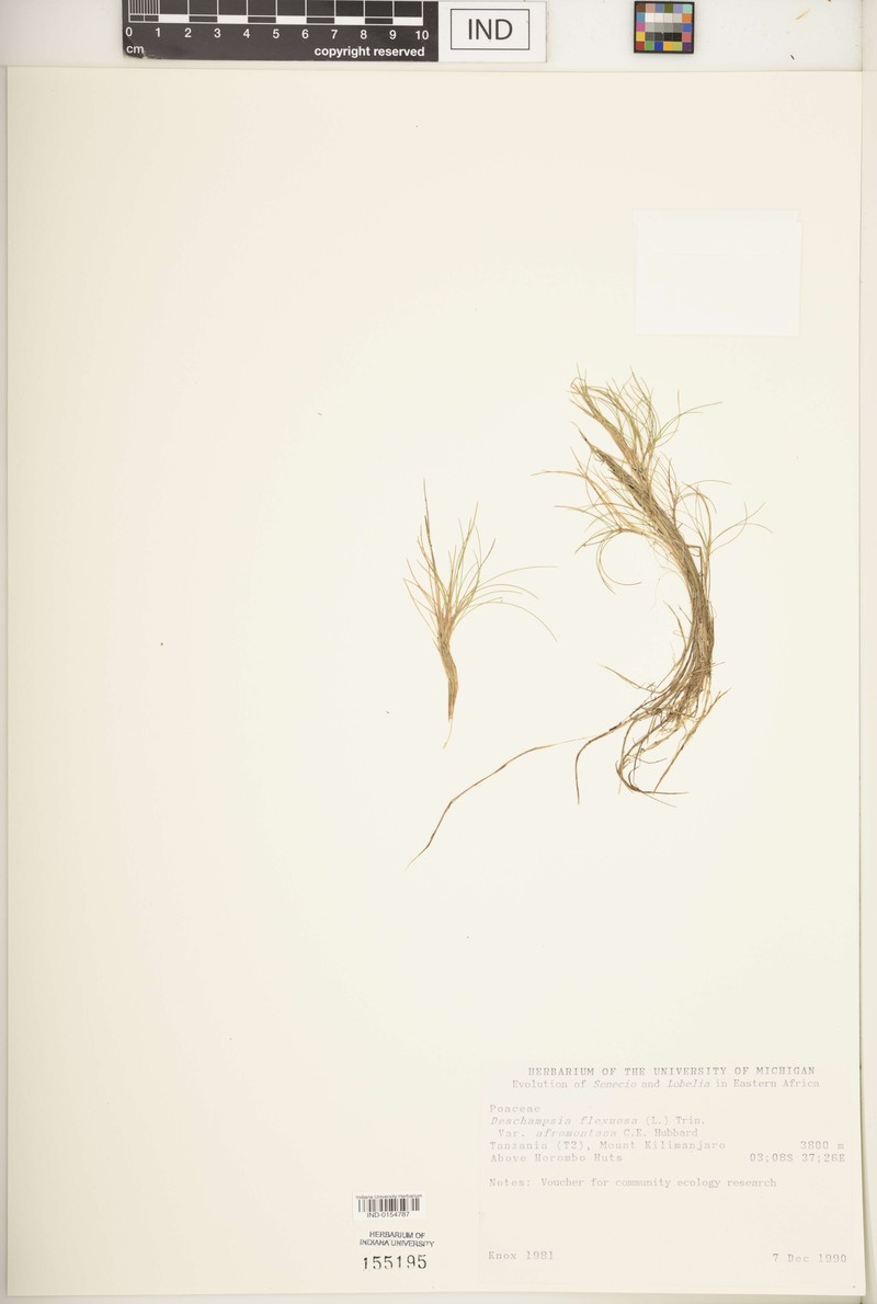 Avenella flexuosa subsp. afromontana photo 2