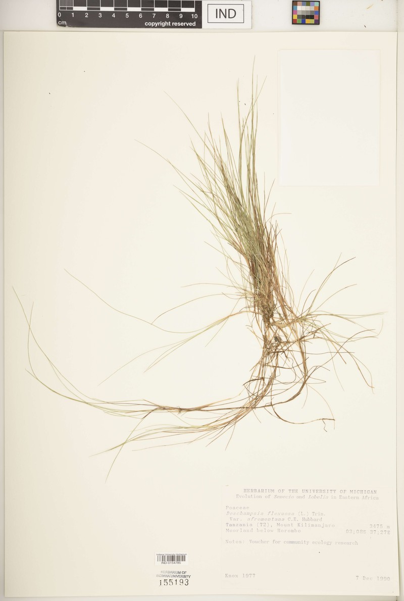 Avenella flexuosa subsp. afromontana photo 3