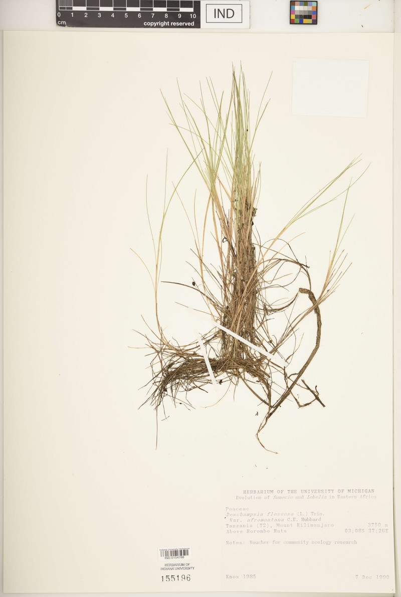 Avenella flexuosa subsp. afromontana photo 4