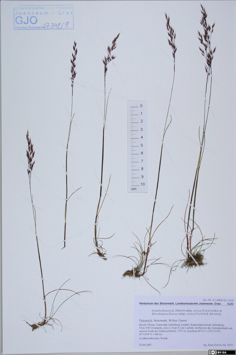 Avenella flexuosa subsp. corsica