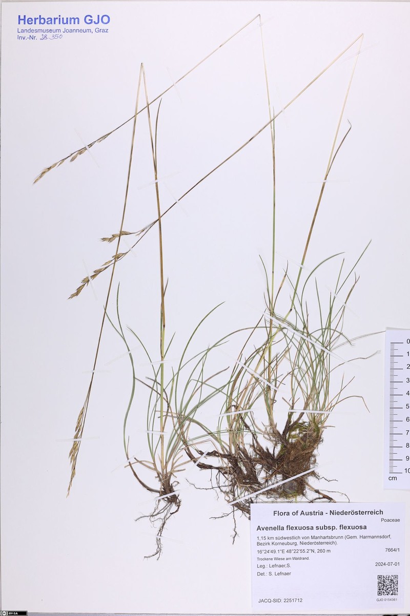 Avenella flexuosa subsp. flexuosa