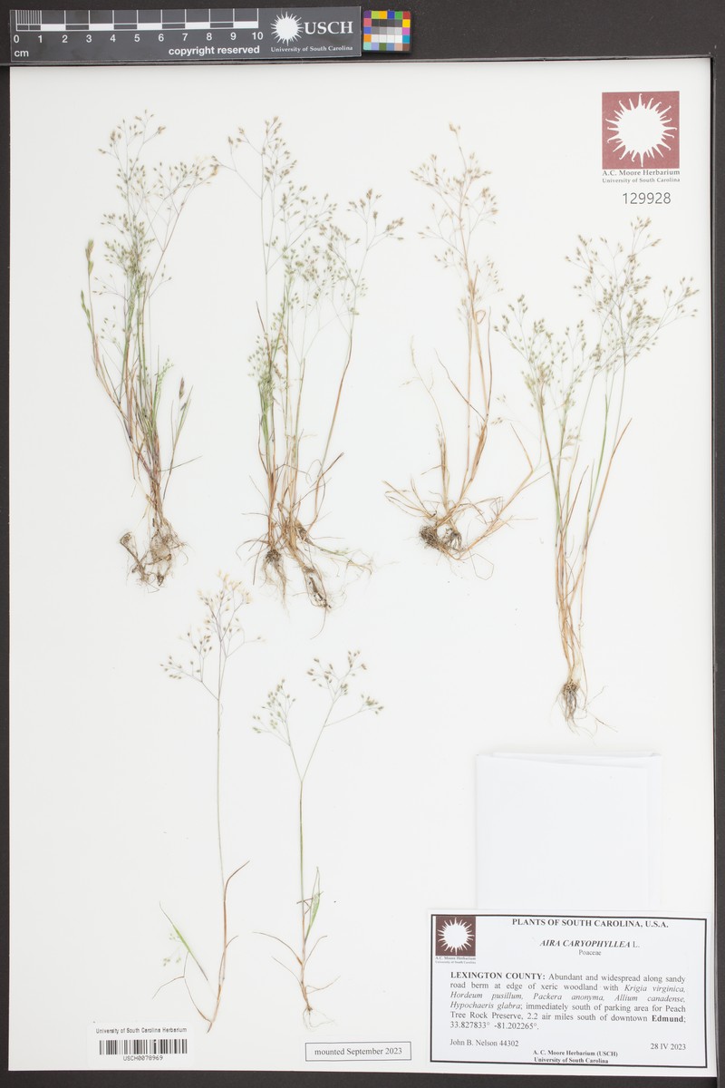 Avenella flexuosa subsp. flexuosa photo 2