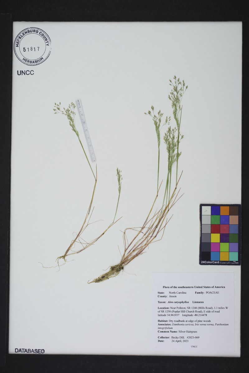 Avenella flexuosa subsp. flexuosa photo 3