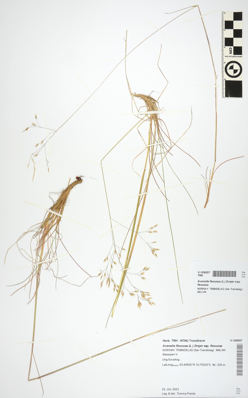 Avenella flexuosa subsp. flexuosa photo 4