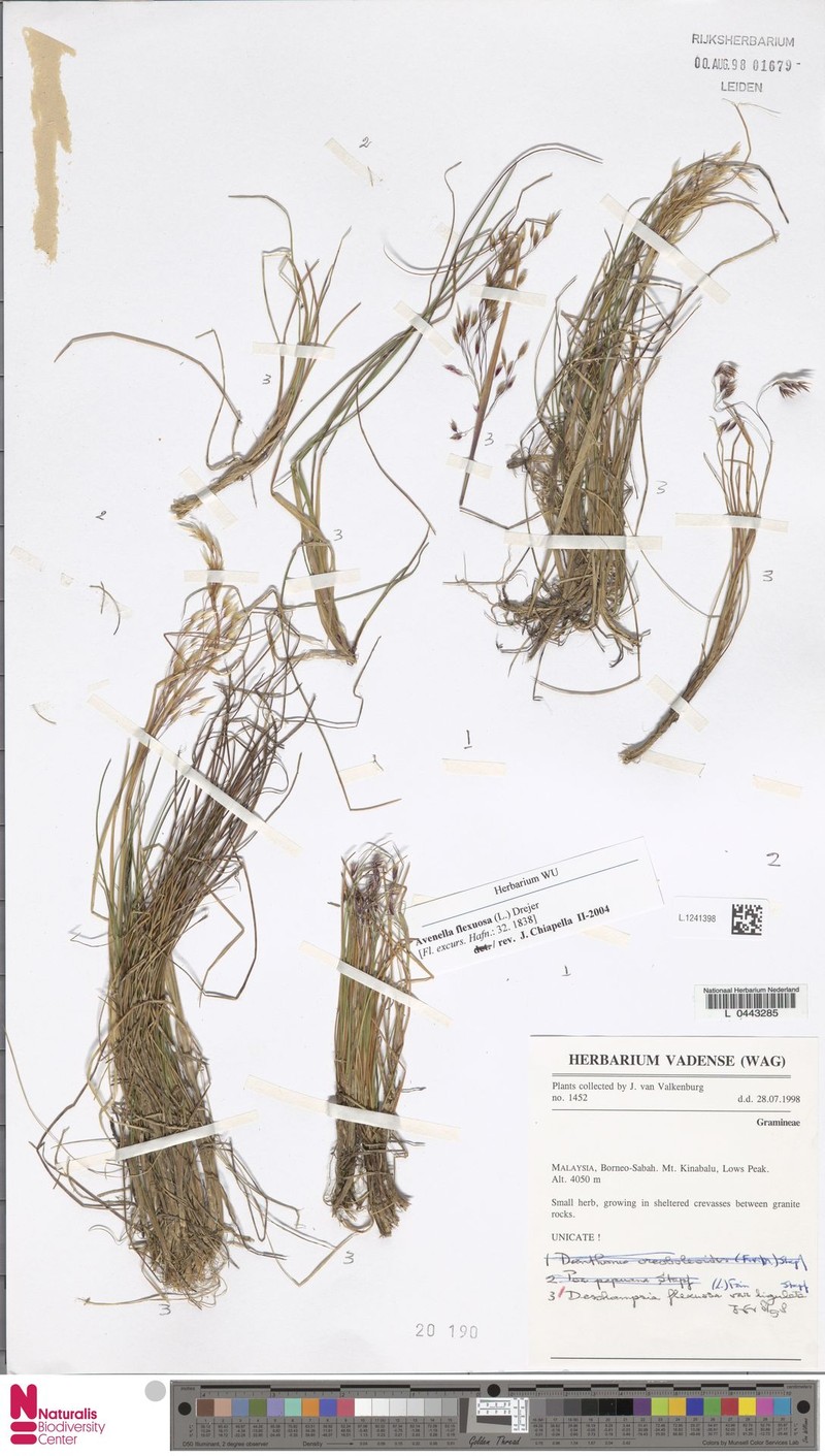 Avenella flexuosa subsp. ligulata